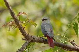 Lavender Waxbill