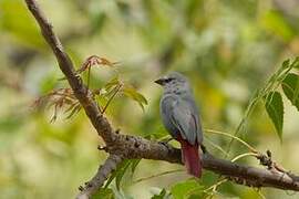 Lavender Waxbill