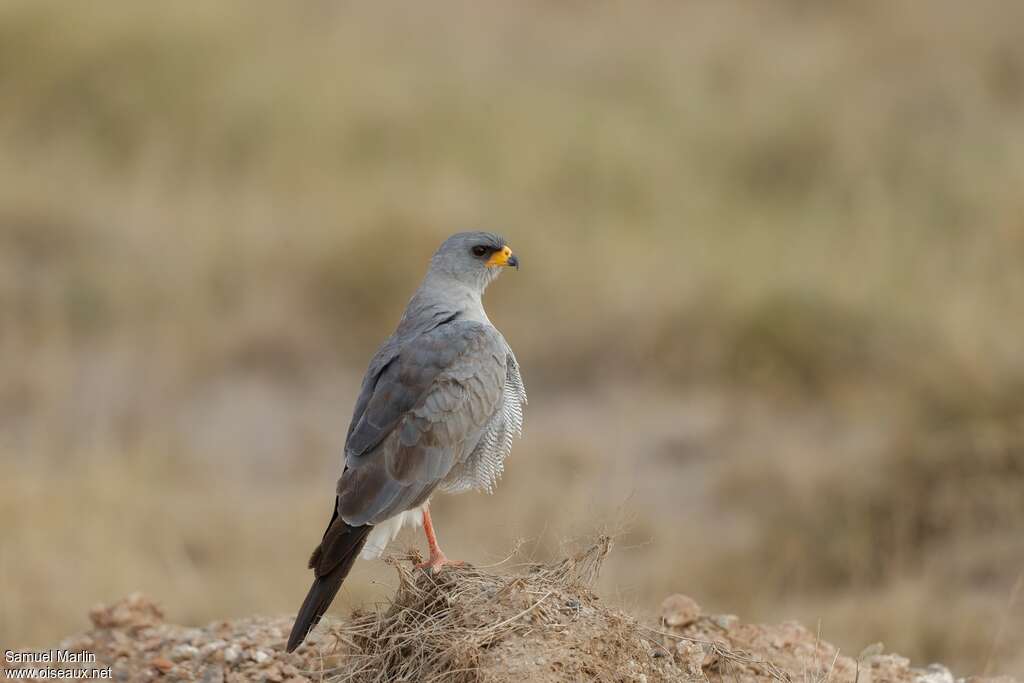 Eastern Chanting Goshawk