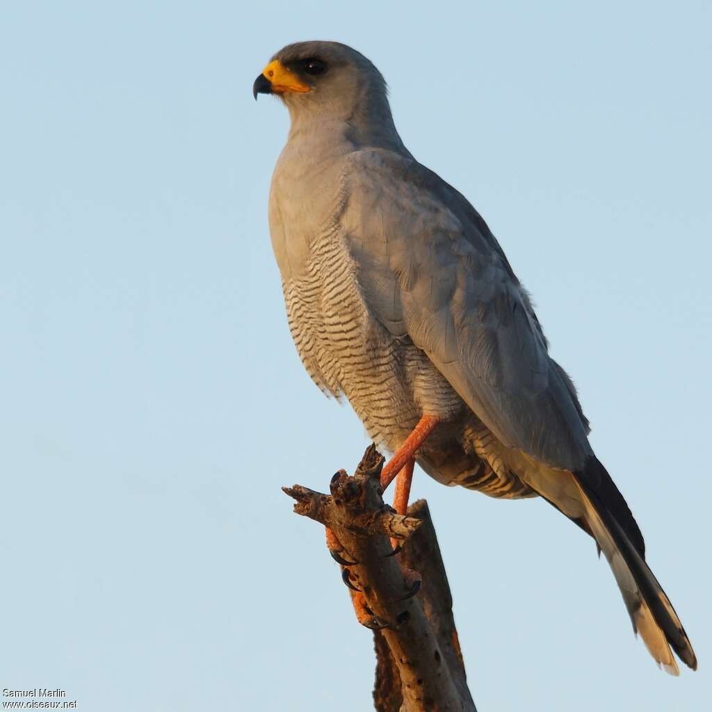 Eastern Chanting Goshawkadult, identification