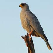 Eastern Chanting Goshawk