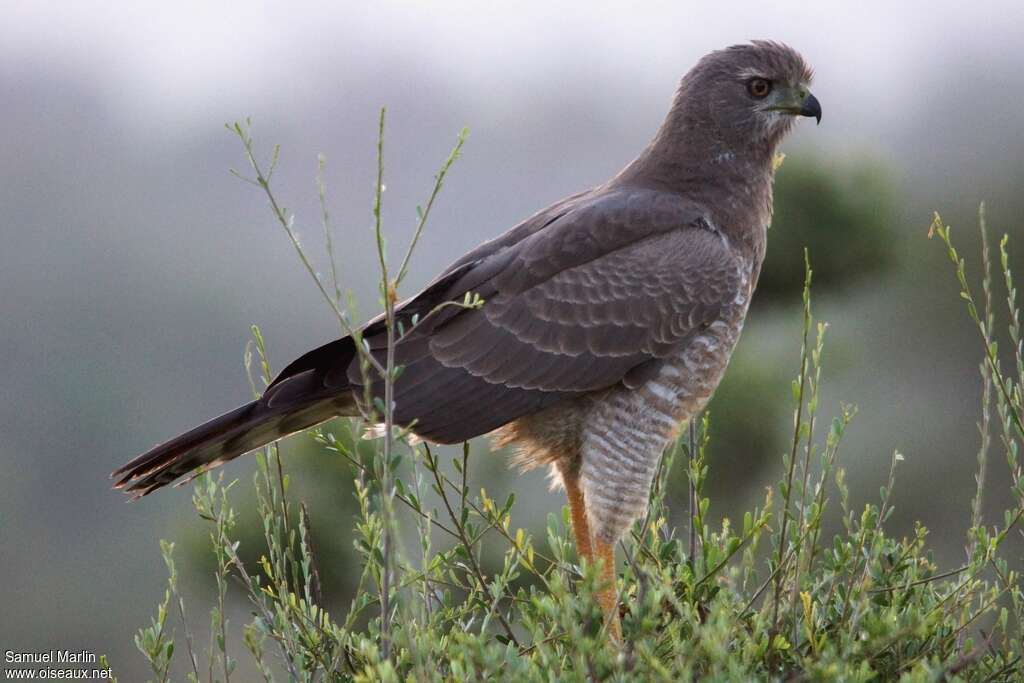 Eastern Chanting Goshawkimmature, identification