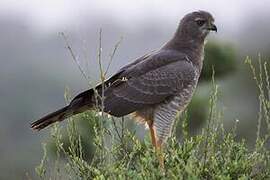 Eastern Chanting Goshawk