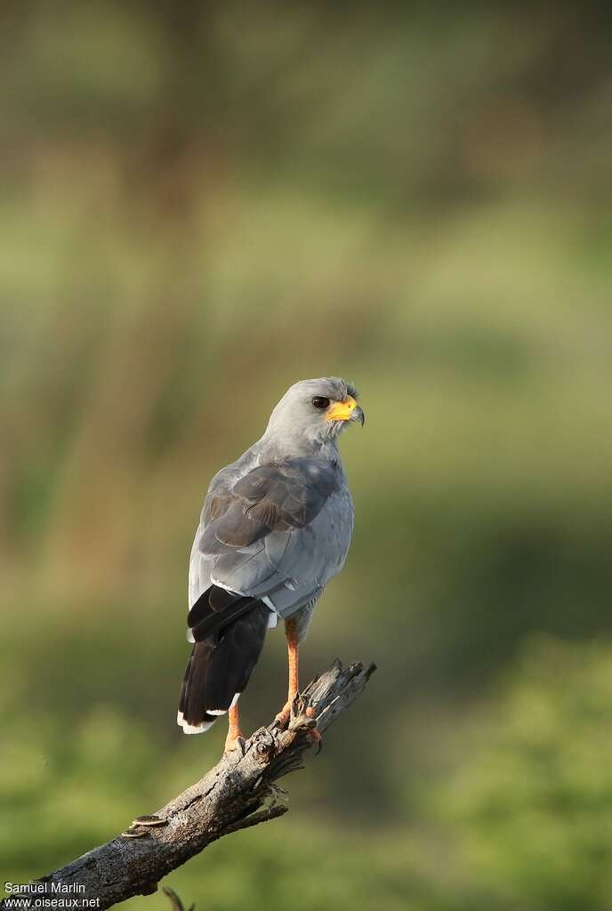 Autour à ailes grisesadulte