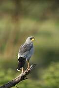 Eastern Chanting Goshawk