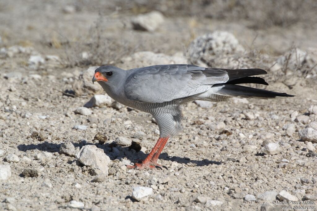 Pale Chanting Goshawkadult