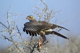 Pale Chanting Goshawk