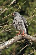 Gabar Goshawk