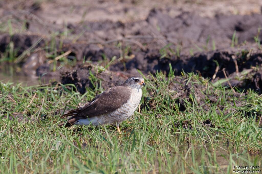 Autour gabarsubadulte