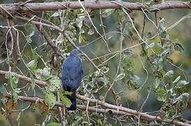 African Goshawk