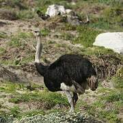 Common Ostrich