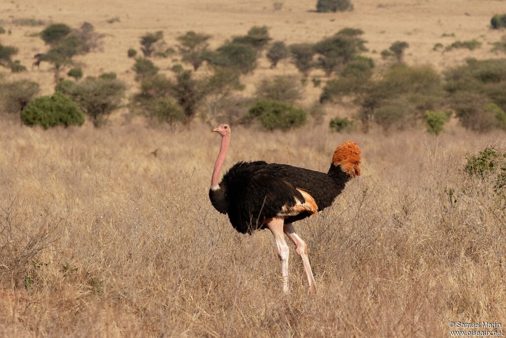 Autruche d'Afrique