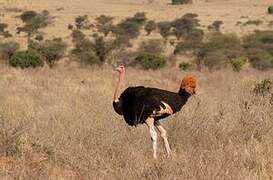 Common Ostrich