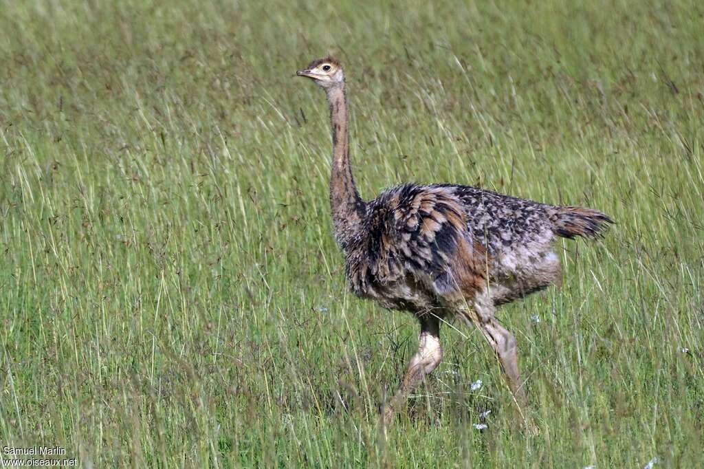 Common Ostrichjuvenile, identification