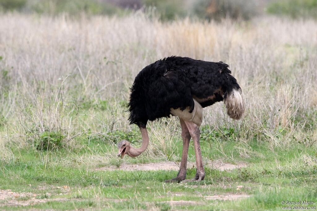 Common Ostrich male adult