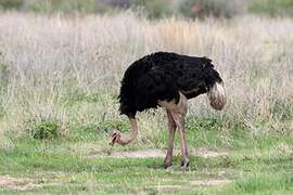 Common Ostrich