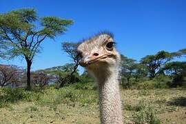 Common Ostrich