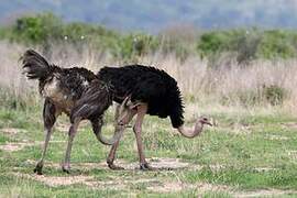 Common Ostrich