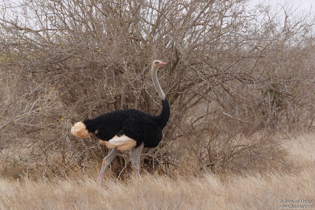 Somali Ostrich male adult