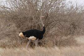 Somali Ostrich