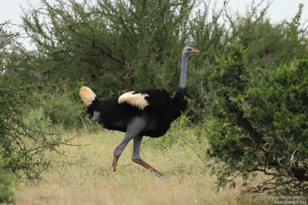 Somali Ostrich male adult