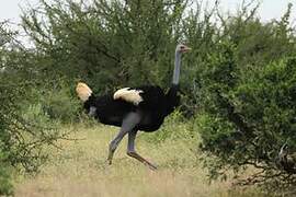 Somali Ostrich