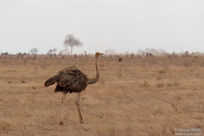 Somali Ostrich female adult