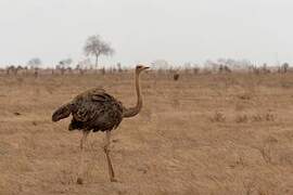 Somali Ostrich