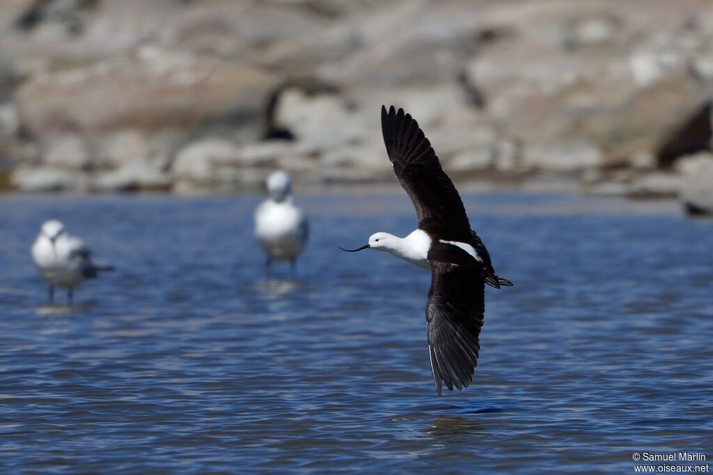 Avocette des Andesadulte, Vol