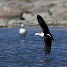 Avocette des Andes