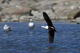 Andean Avocet