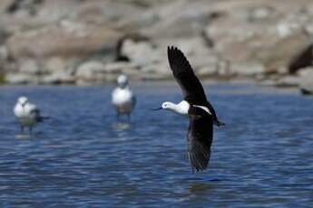 Avocette des Andes