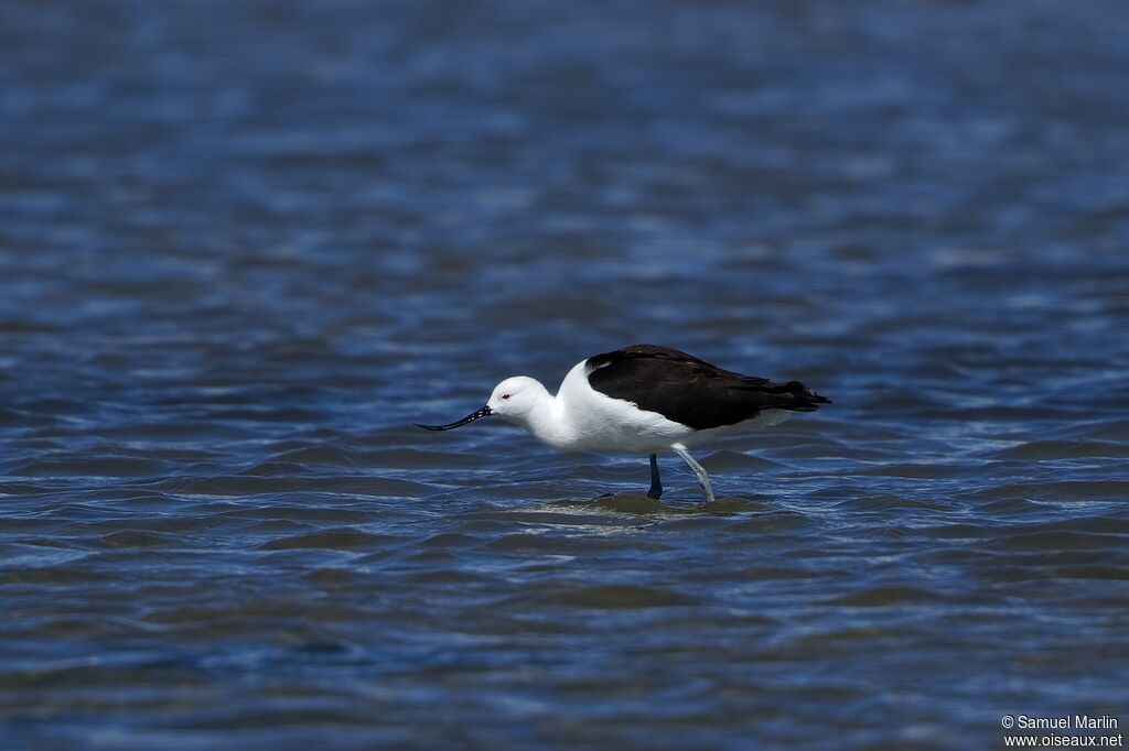 Avocette des Andesadulte