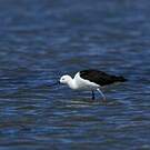 Avocette des Andes