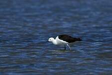 Avocette des Andes