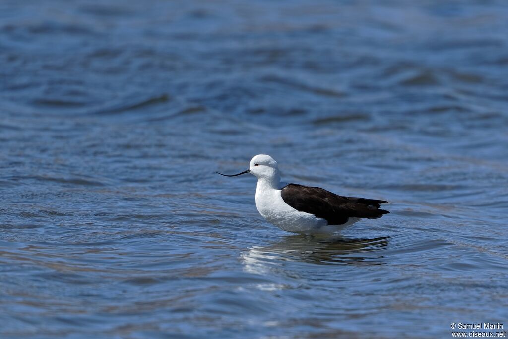 Avocette des Andesadulte