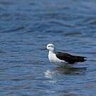 Avocette des Andes