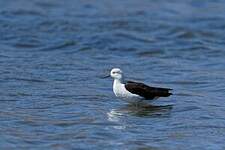 Avocette des Andes