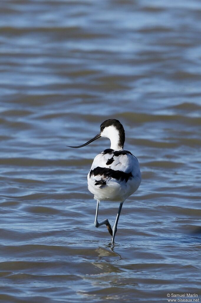 Avocette éléganteadulte