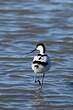 Avocette élégante