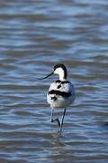 Pied Avocet