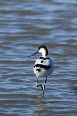 Avocette élégante