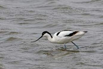 Avocette élégante