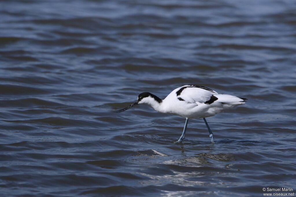 Avocette éléganteadulte