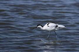 Pied Avocet