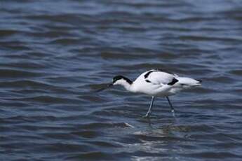 Avocette élégante