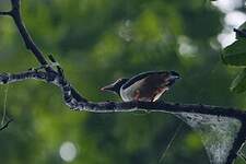 Bagadais à bec rouge