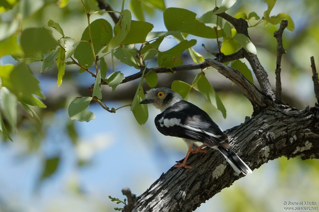 White-crested Helmetshrikeadult