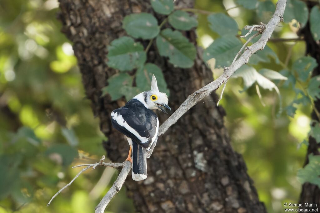 White-crested Helmetshrike