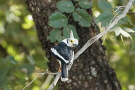 White-crested Helmetshrike